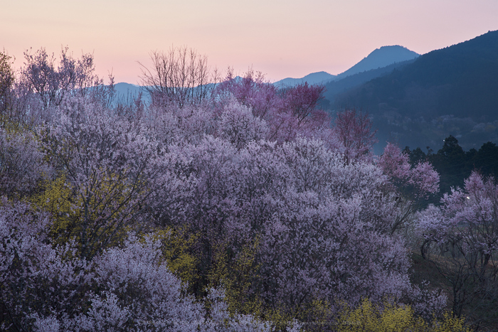 奈良の桜 2018 西吉野の桃源郷（奈良桜撮影の近況） ／ PENTAX K